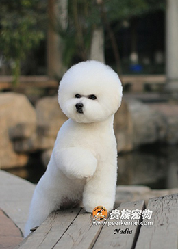 全美排行一血系，超甜美種母—Nadia（娜蒂亞）